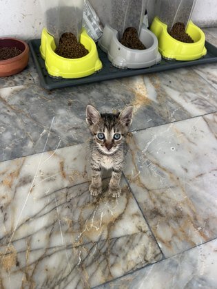 Minik 01 fotoğrafı