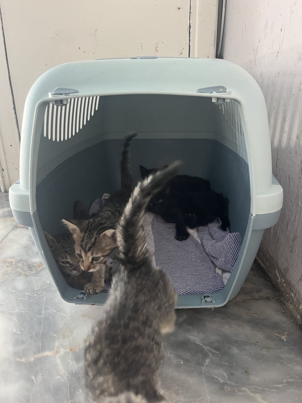 Veteriner desteğiyle yeni yuvasına hazırlanan kedi