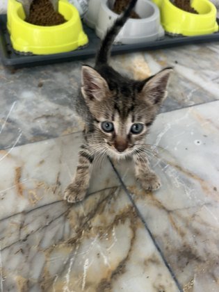 Minik 01 fotoğrafı