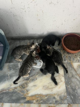 Minik 01 fotoğrafı