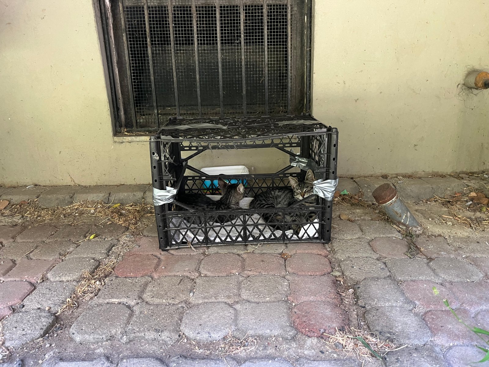 Fındık ve fıstık