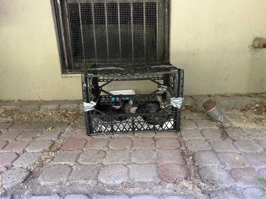 Fındık ve fıstık