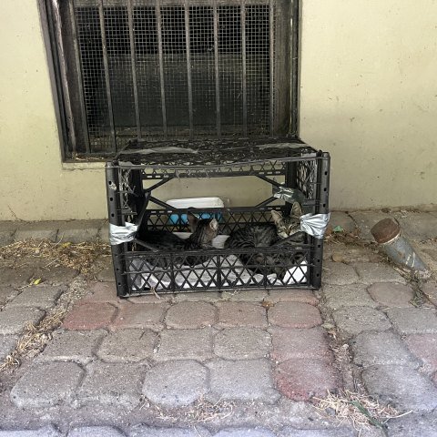 Fındık ve fıstık